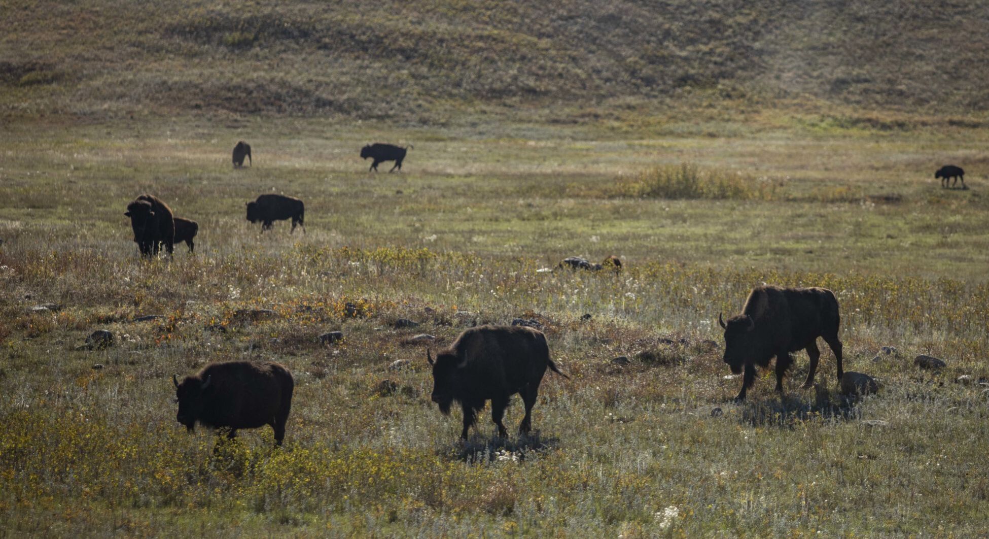 Buffalo 11